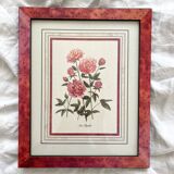 Vintage botanical lithograph