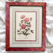 Lithographie botanique vintage
