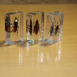 Insects inclusion