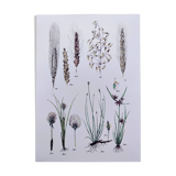 Plant poster based on an 1881 engraving "wheat"