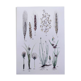Plant poster based on an 1881 engraving "wheat"