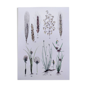 Plant poster based on an 1881 engraving "wheat"