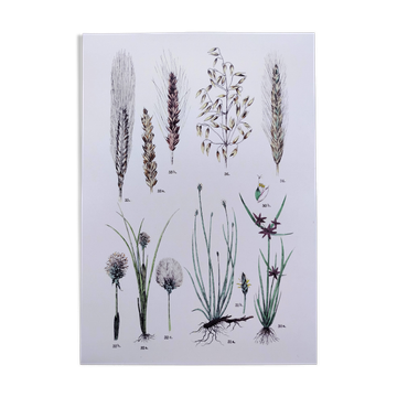 Affiche sur les plantes d'après une gravure de 1881 "blé"
