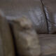 Mid-Century Modern Vintage Leather Cromwell Sofa by Arne Norell, 1960s