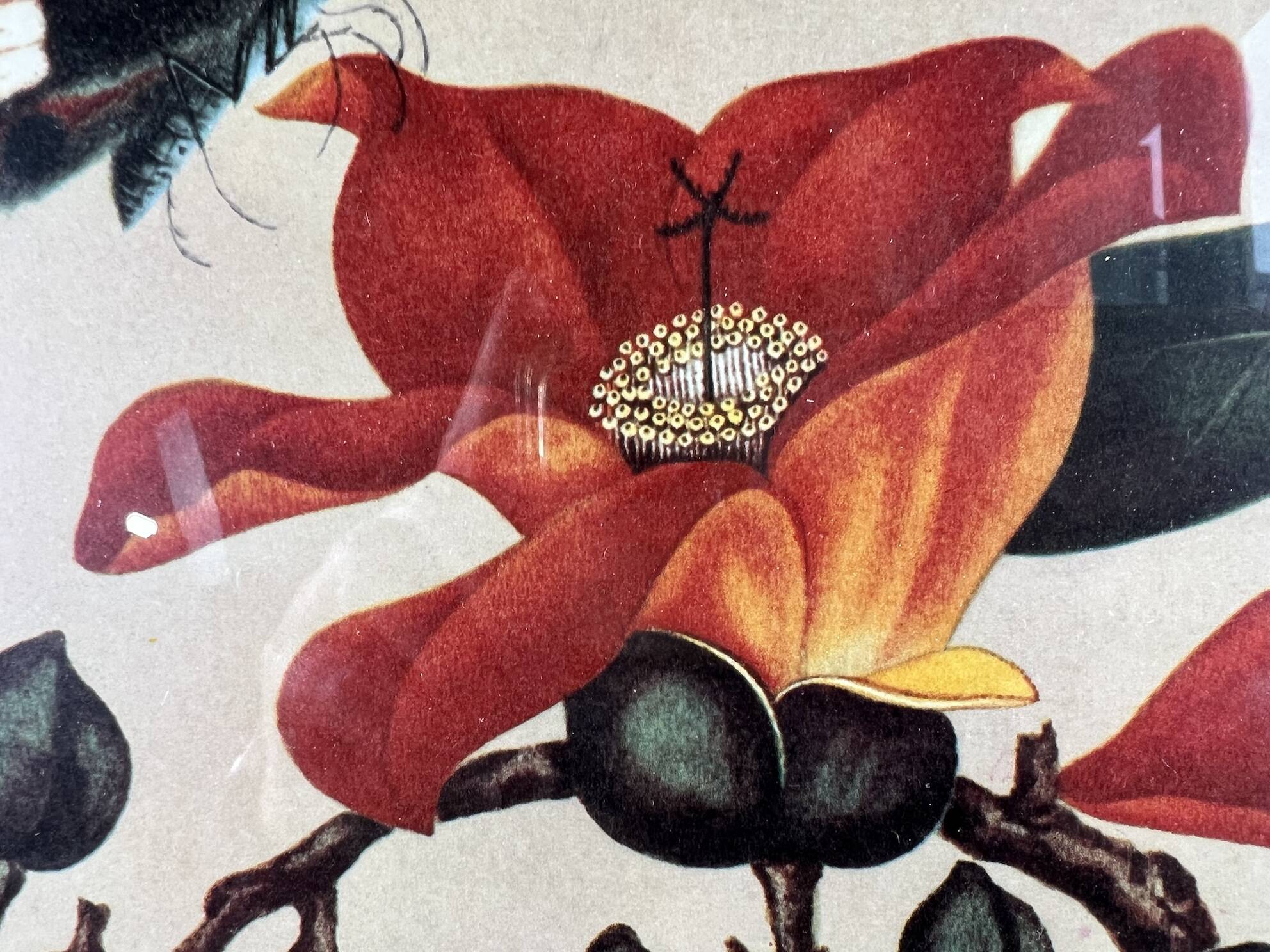 Framed flower and butterfly poster