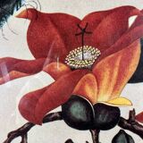 Framed flower and butterfly poster