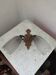 Art Nouveau wall light