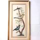 Gravure Oiseaux Colorée main Cadre Doré d'après  Diderot D'Alembert