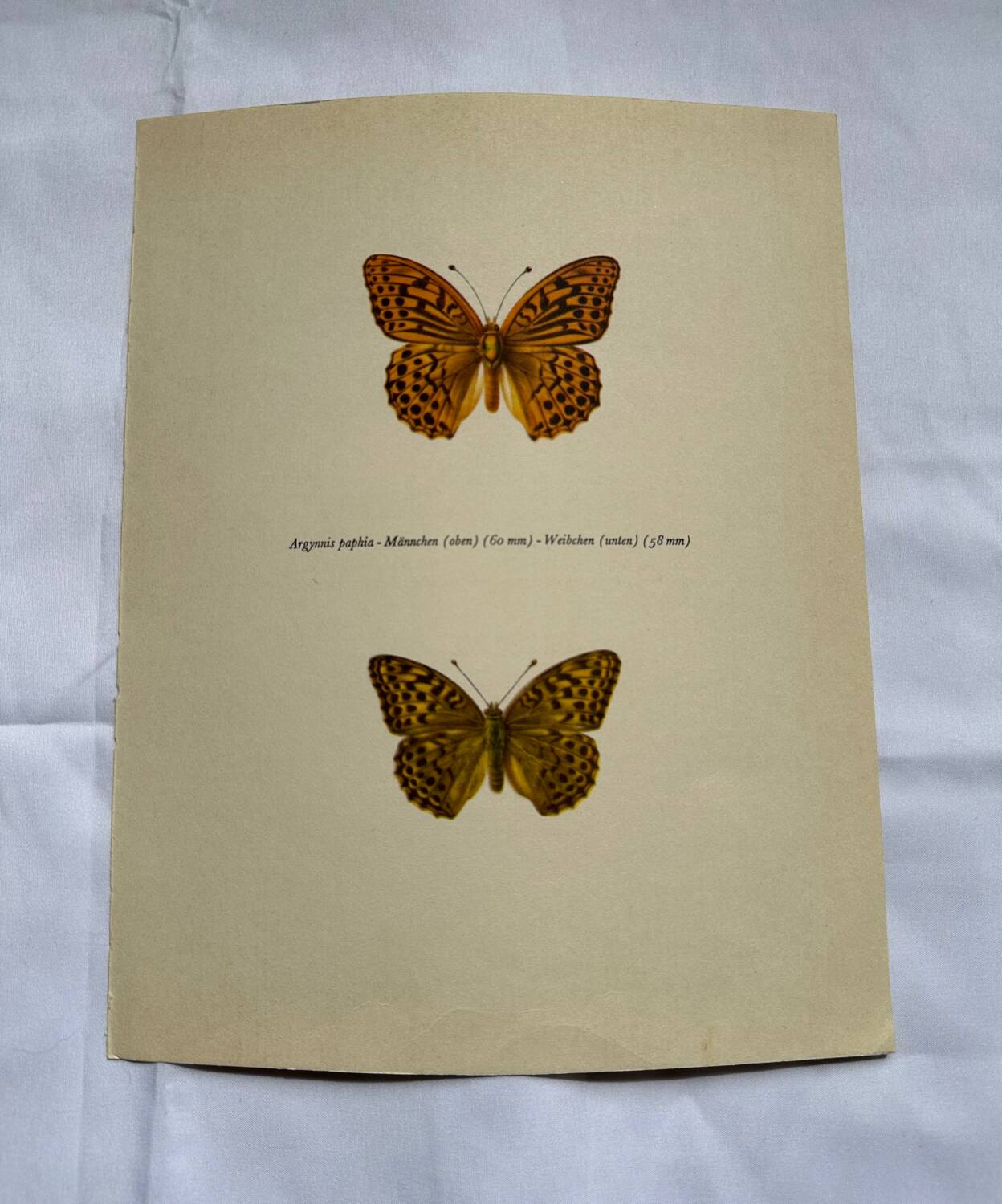 Antique butterfly engraving vintage botanical plate naturalist etching