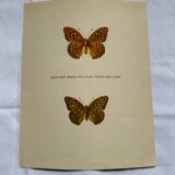 Antique butterfly engraving vintage botanical plate naturalist etching