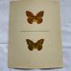 Old butterfly engraving vintage botanical plate etching naturalist