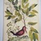 Antique bird engraving - Small Turtle Dove - Zoological plate by Seligmann