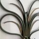 Pair of wall lights in patinated green painted iron, 1950s