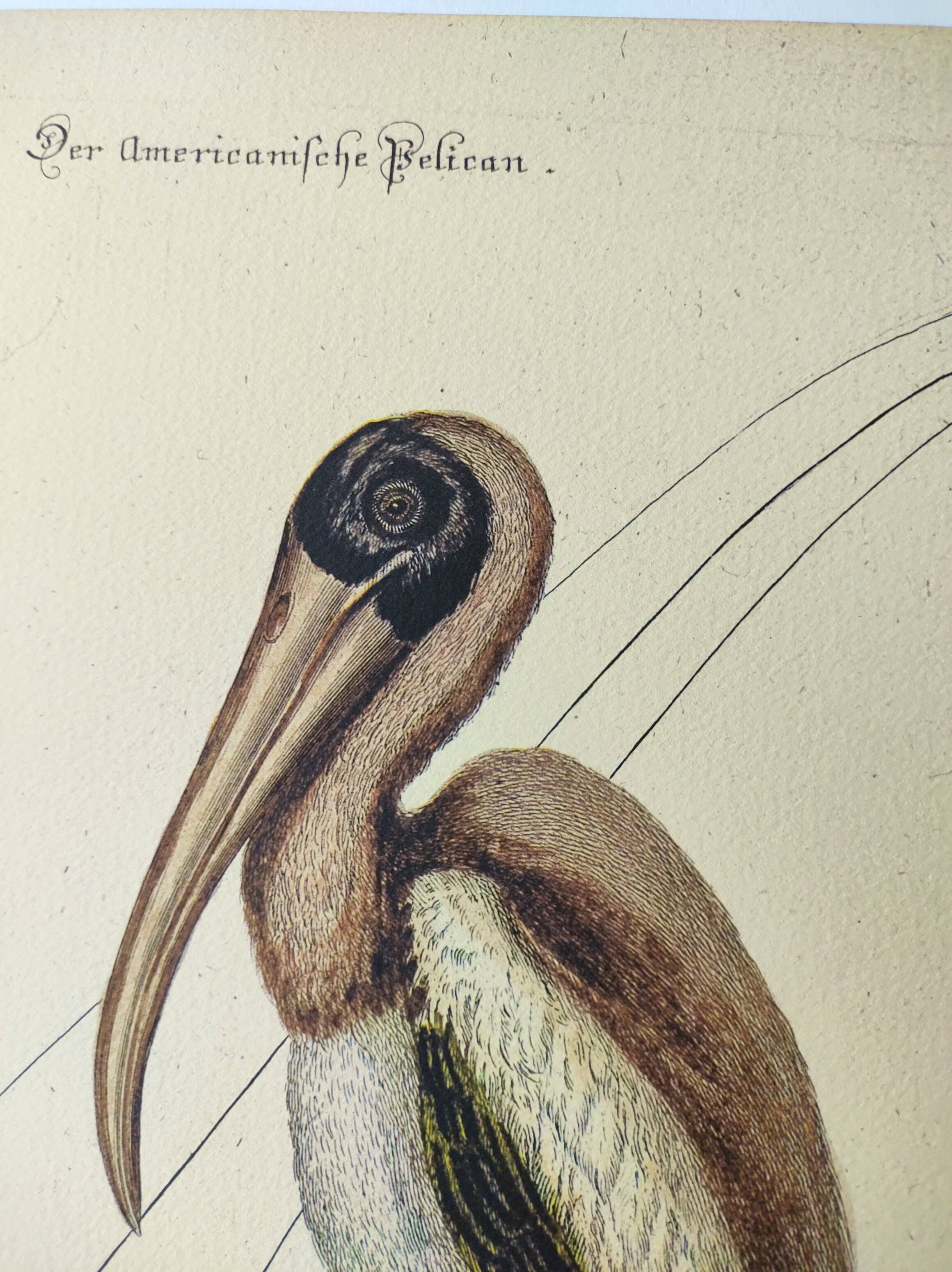 Antique bird engraving - American Pelican - Zoological plate by Seligmann & Catesby