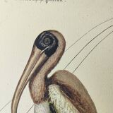 Antique bird engraving - American Pelican - Zoological plate by Seligmann & Catesby