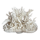 Composition of corals