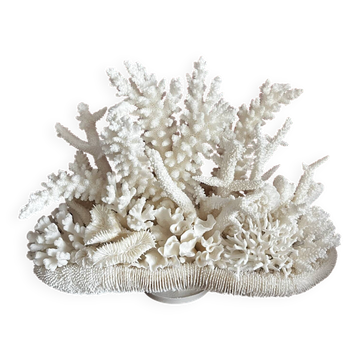 Composition of corals
