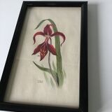 Series of small black wooden frames with an antique engraving signed with fleus. Champetres