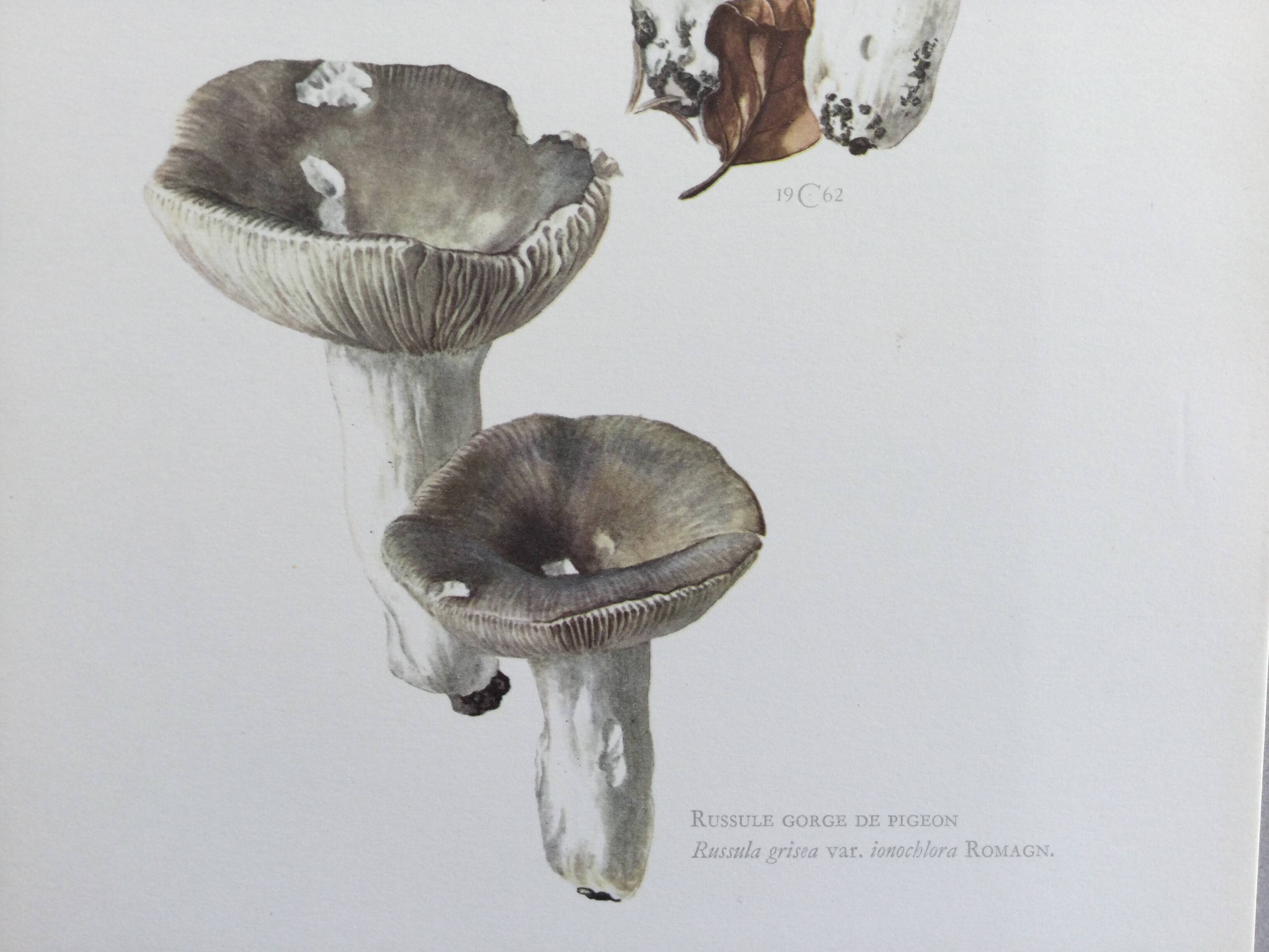 Botanical Illustration Mushrooms Russula Vintage Print 60s