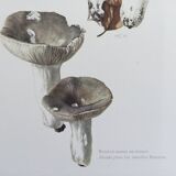 Botanical Illustration Mushrooms Russula Vintage Print 60s