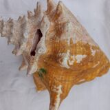 Shellfish