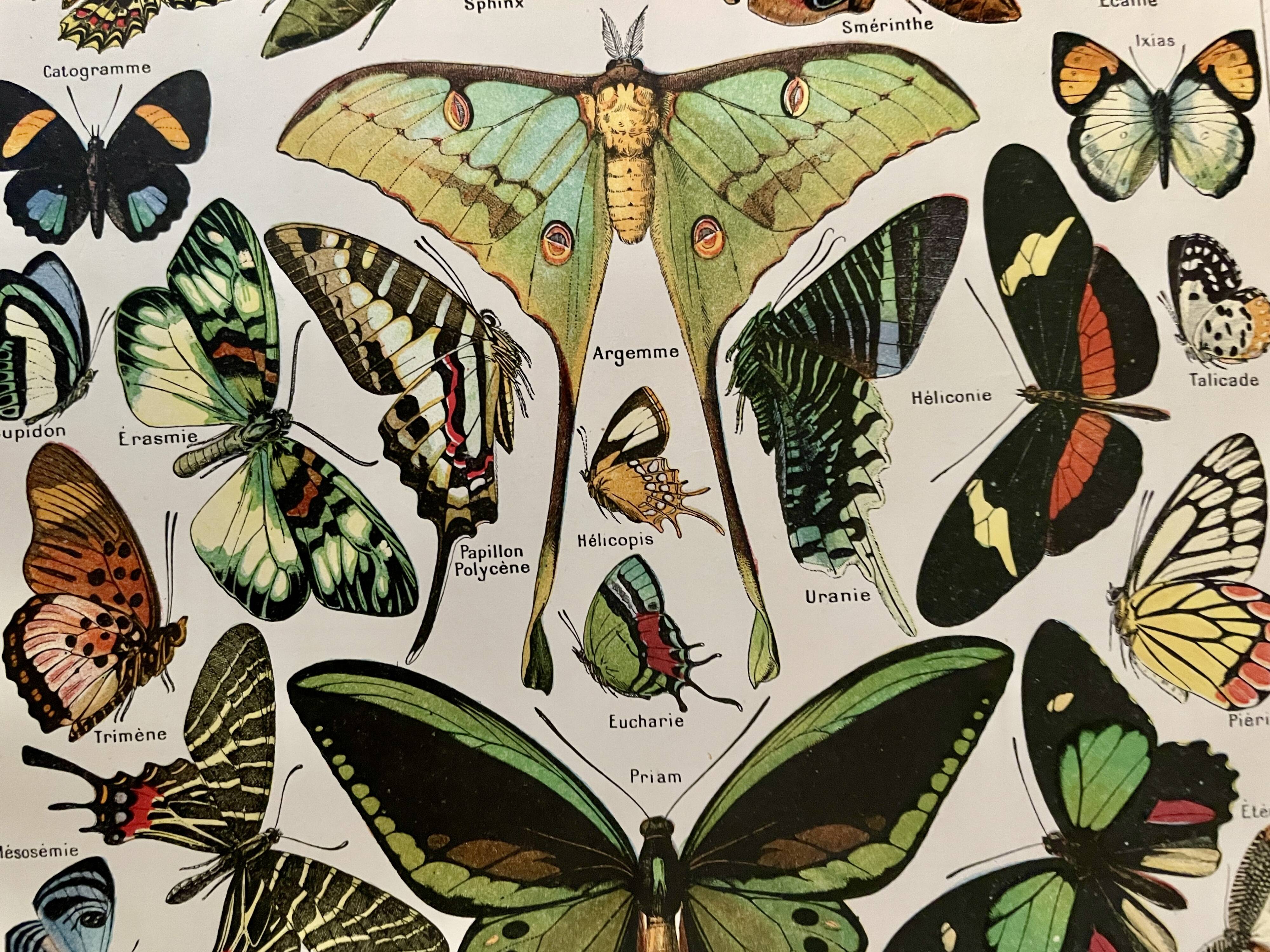 Lithograph on butterflies - 1920