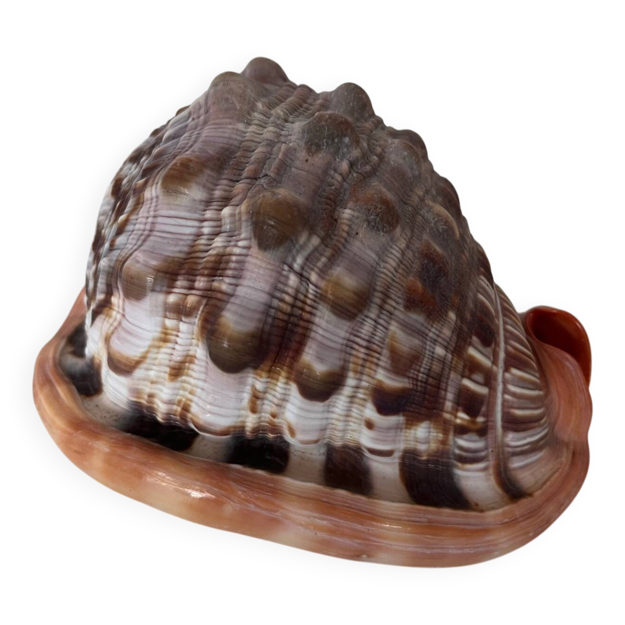 Ciprea blackcurrant rufa seashell