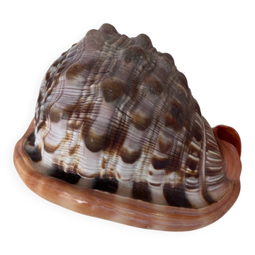 Ciprea blackcurrant rufa seashell