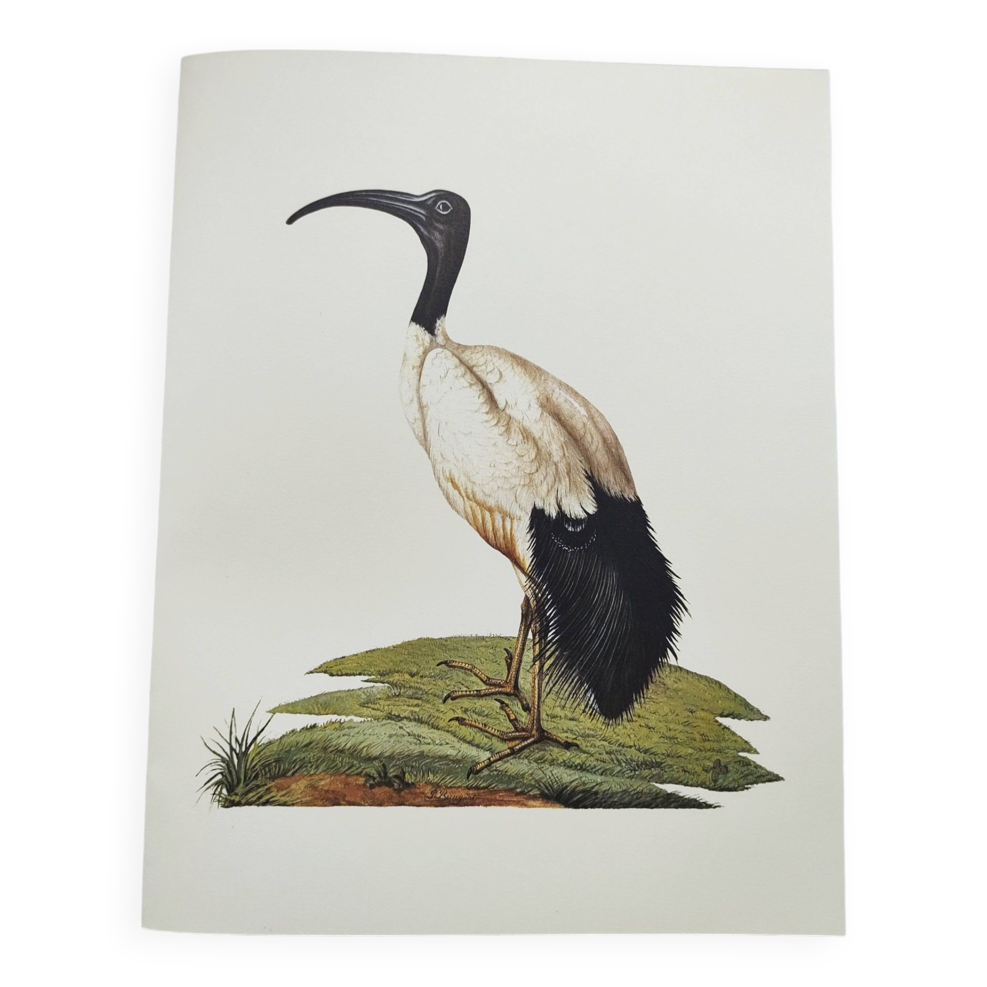 Board from the 70s - Sacred Ibis of Egypt - Vintage animal and bird illustration