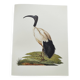 Planche années 70 -Ibis sacré d',Égypte- Illustration animaux et Oiseaux vintage