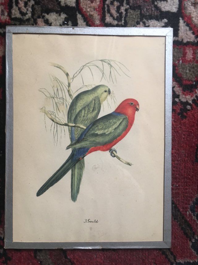 Ornithological engraving by J.Gould.