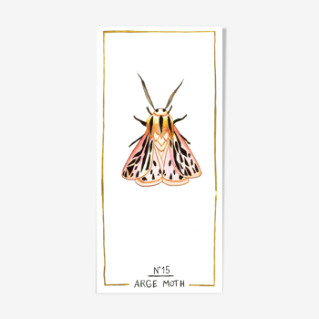 Arge moth - série insectes - cabinet de curiosités