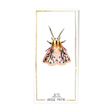 Arge moth - insect series - cabinet of curiosities