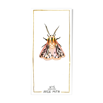 Arge moth - insect series - cabinet of curiosities