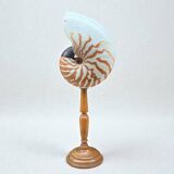 Tiger nautilus shell on a wooden stand, 19th century, Cabinet of curiosities