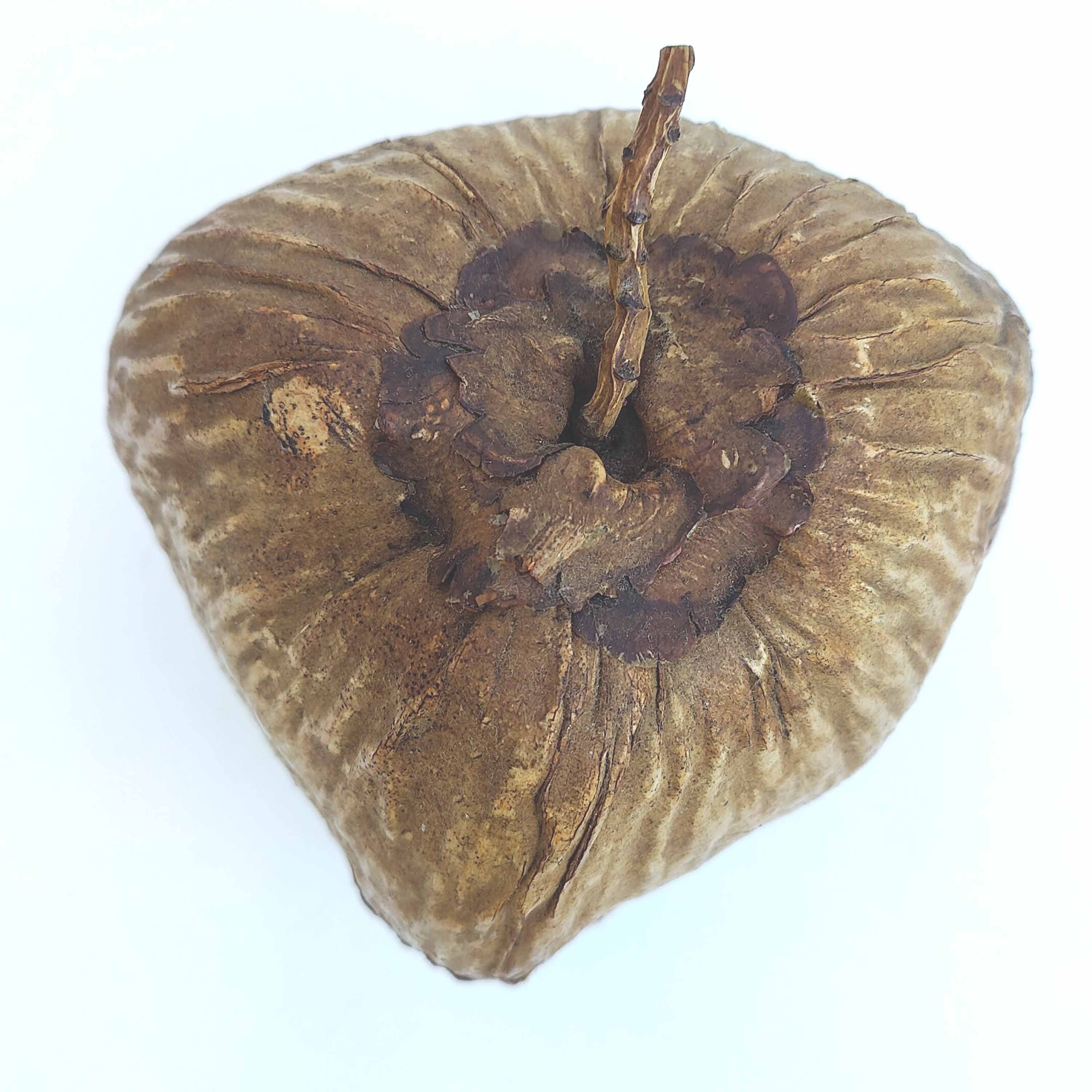 Vintage coconut ice bucket