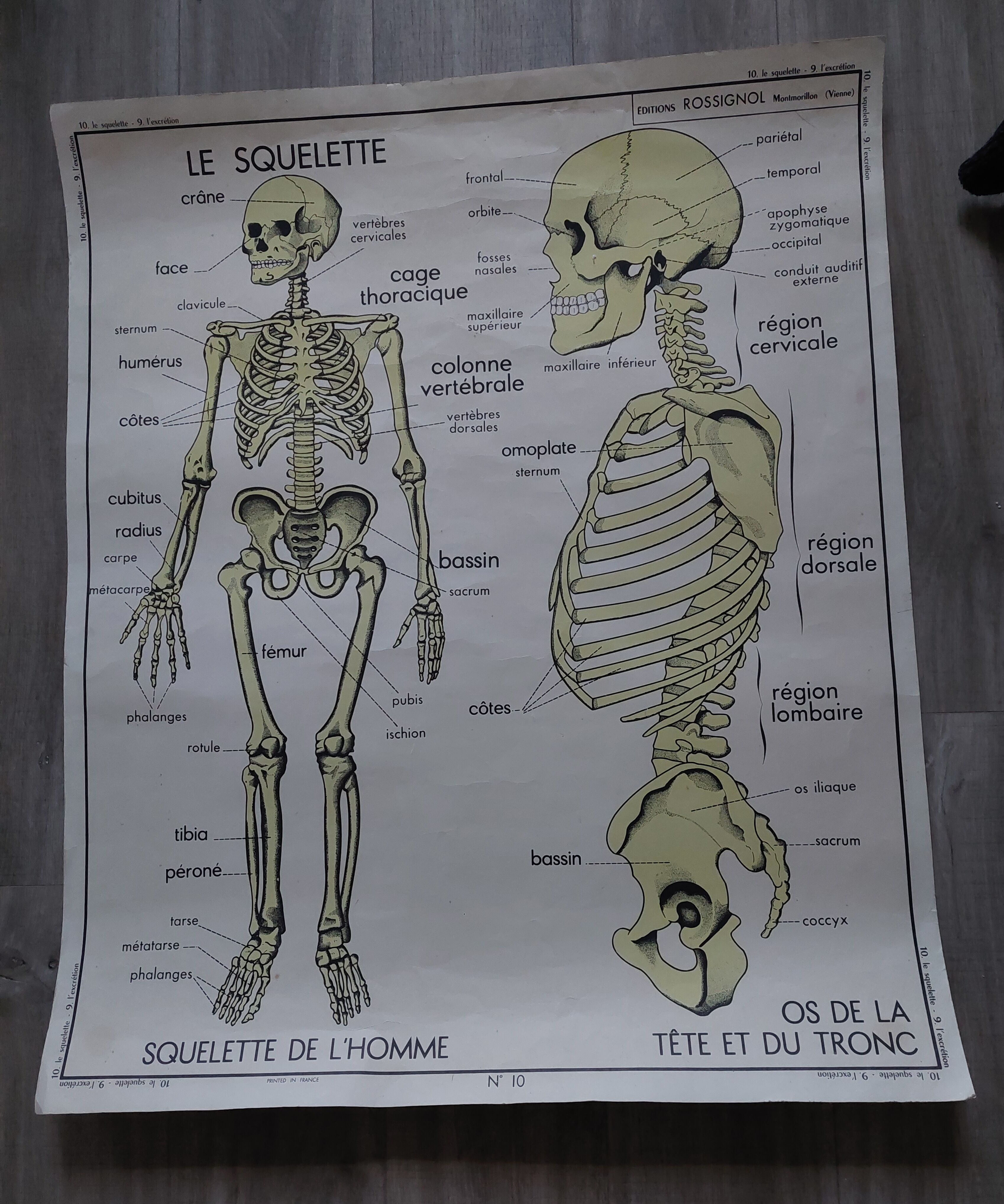 Rossignol school poster: the skeleton/excretion