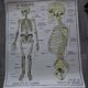Rossignol school poster: the skeleton/excretion