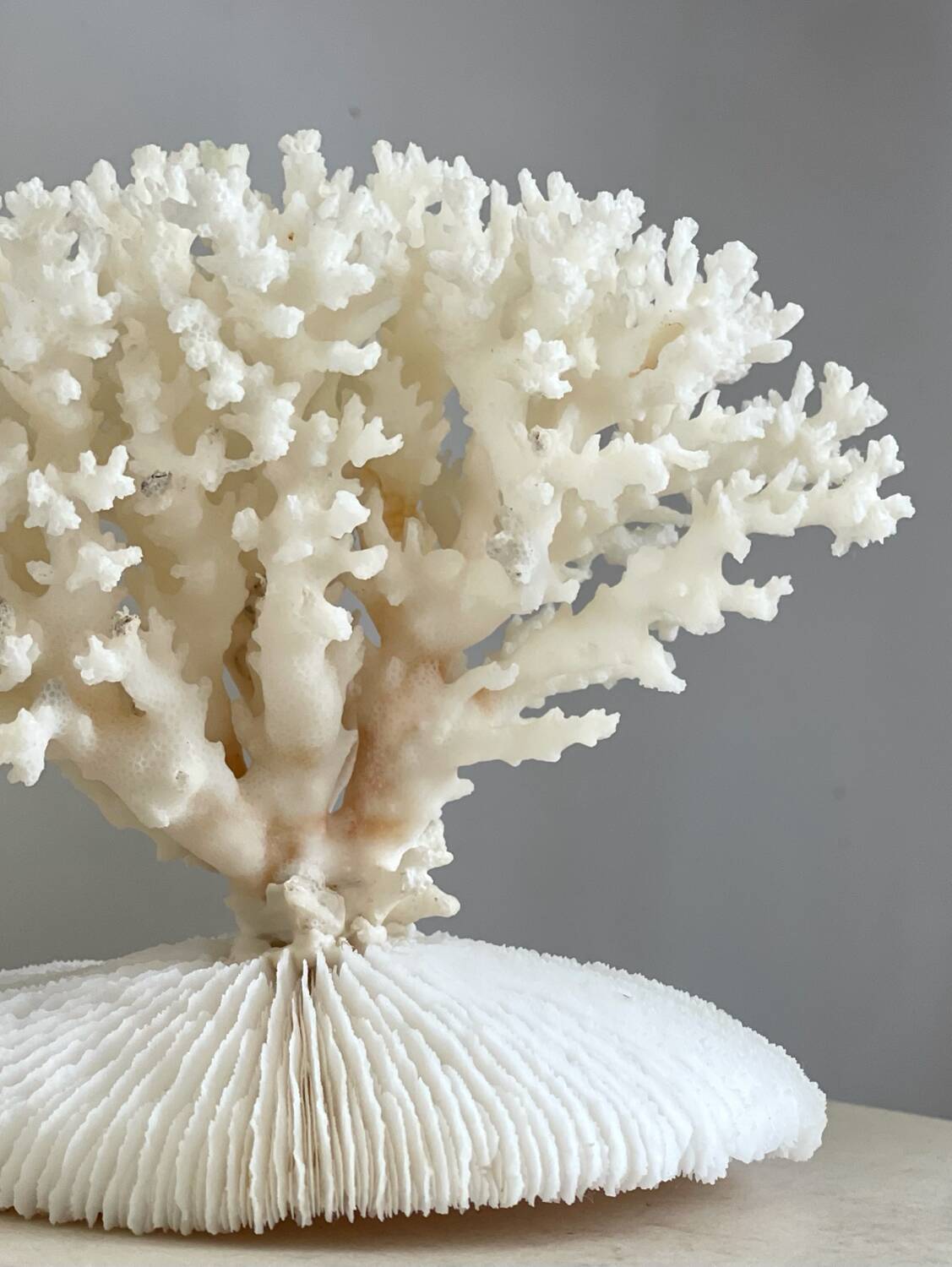 White coral on a natural base