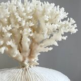 White coral on a natural base