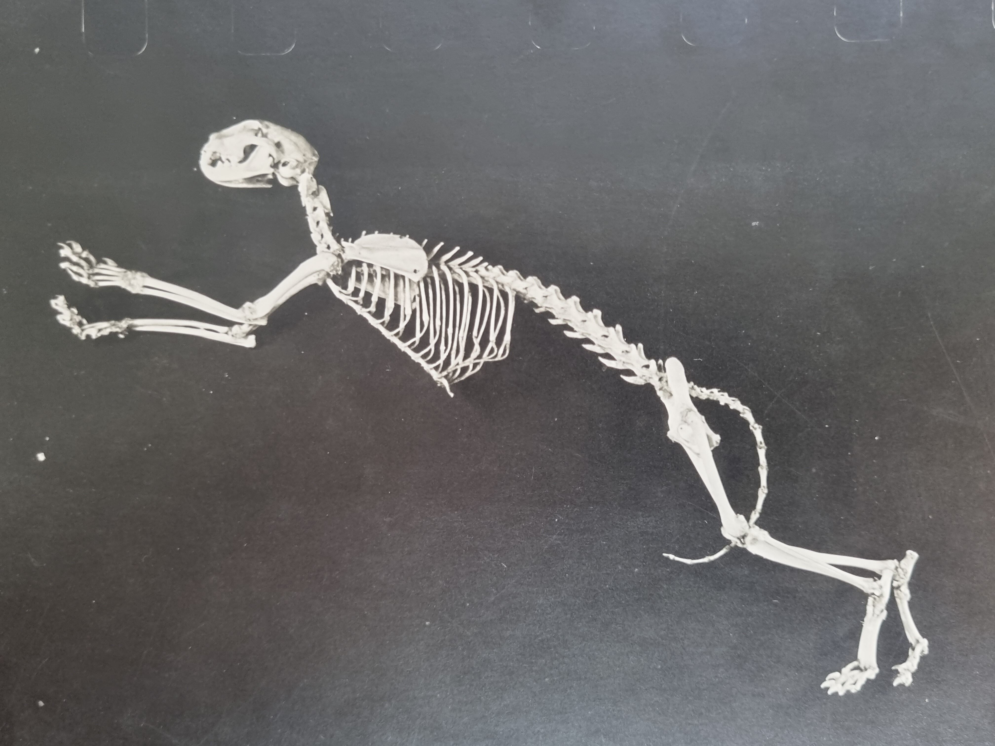 Cabinet of Curiosity, set of four anatomy photographs