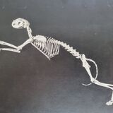 Cabinet of Curiosity, set of four anatomy photographs