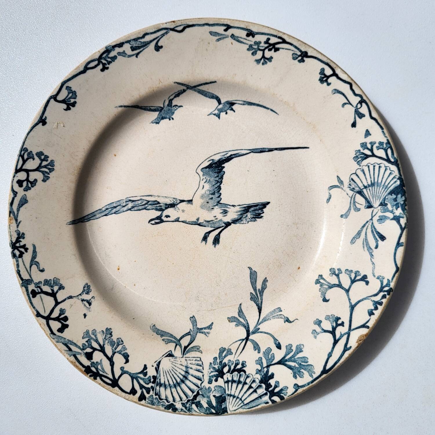 Plate Earth & Sea Seagulls & Seashells