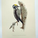Old bird plate from the 1960s - Three-toed Woodpecker - Nature illustration