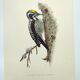 Planche ancienne oiseaux Années 1960 - Pic Tridactyle - Illustration nature