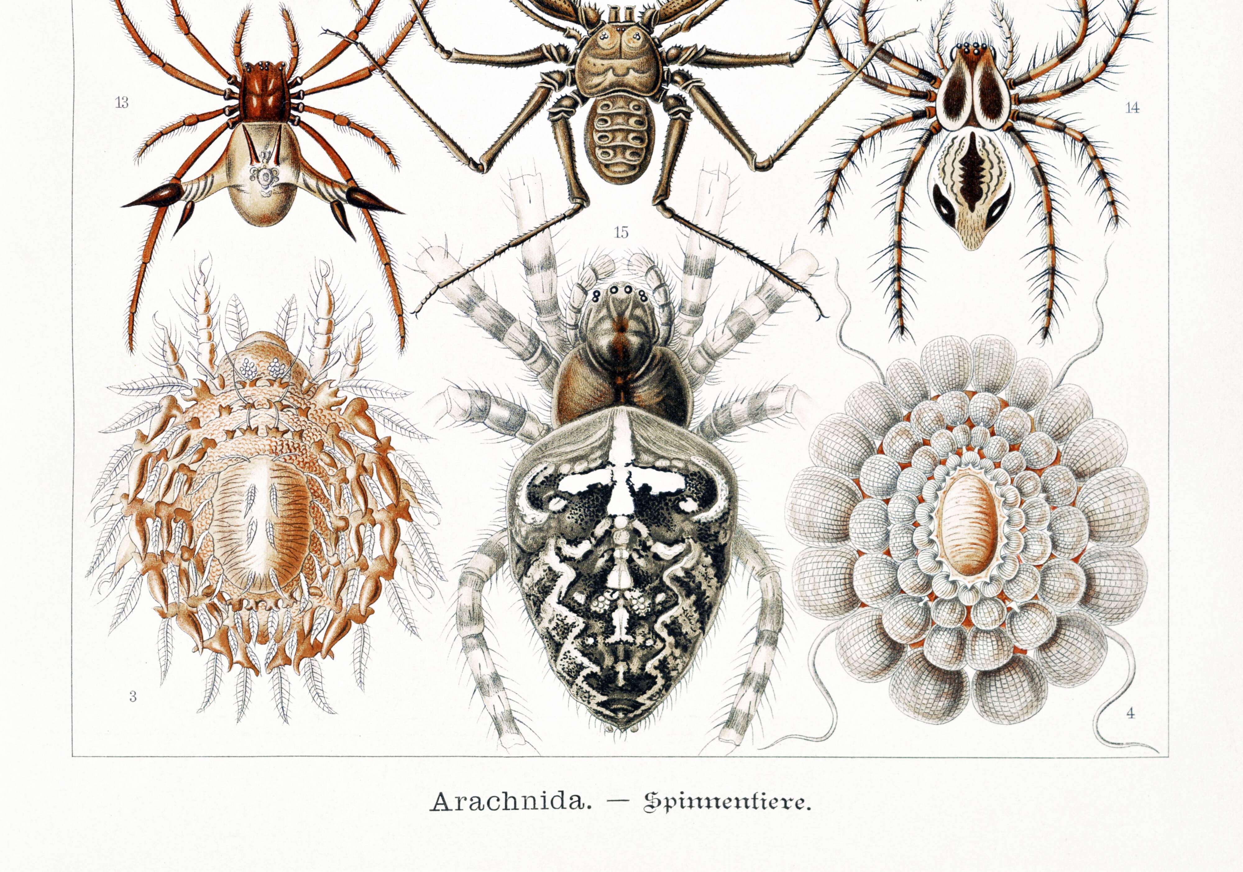 Poster about spiders, based on an old lithograph from 1904.