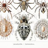 Poster about spiders, based on an old lithograph from 1904.