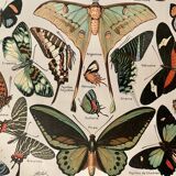 Lithographie gravure sur les papillons de 1922