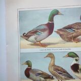 Old engraving from 1920 - Ducks - Original plate - by A. Millot