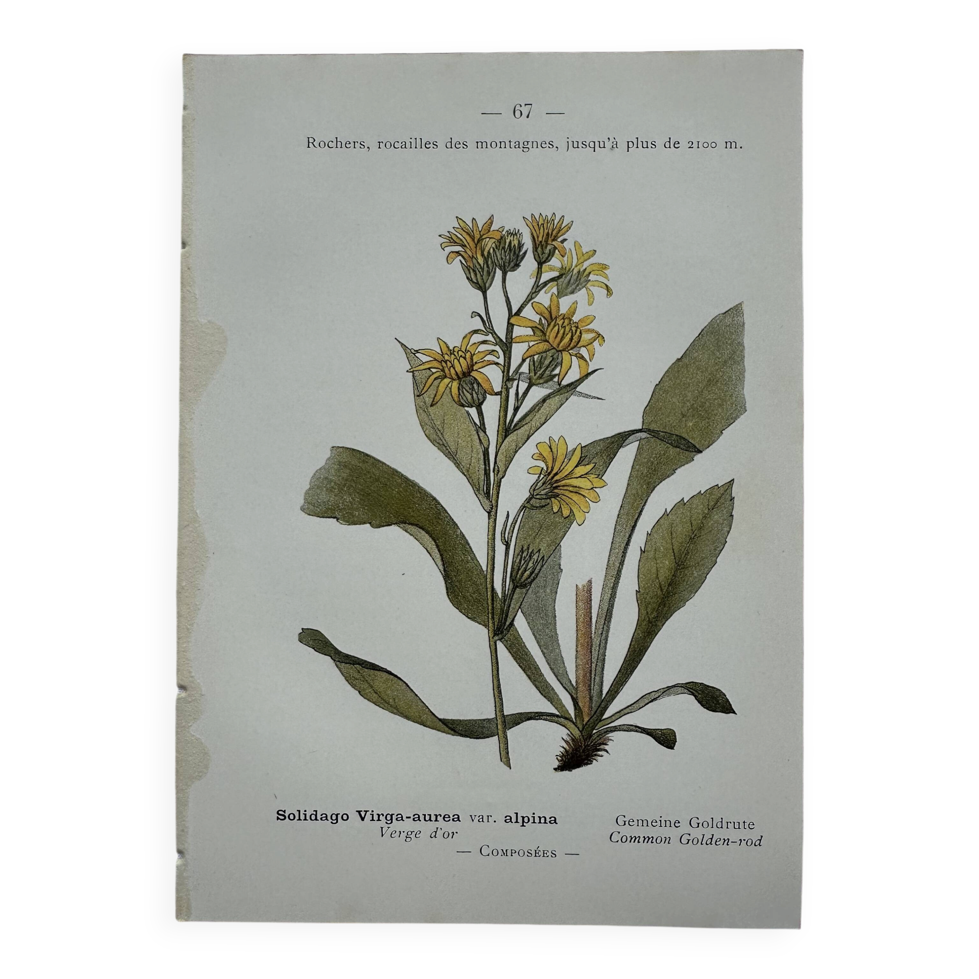 Old botanical engraving France double-sided